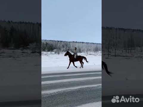 Карачаевские лошади Башкортостан объявление продам