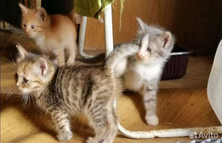 Кошка в дар бесплатно