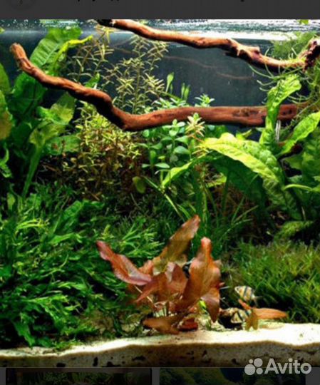 Аквариумные растения, гуппи