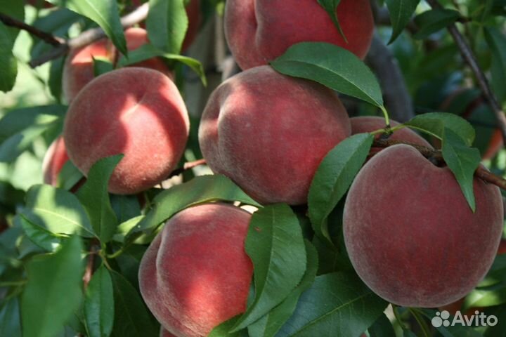 Саженцы Персика Тендресс