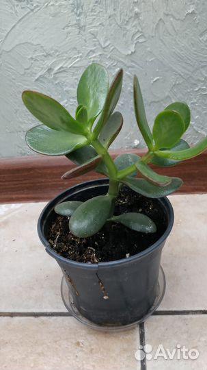 Комнатные растения цветы