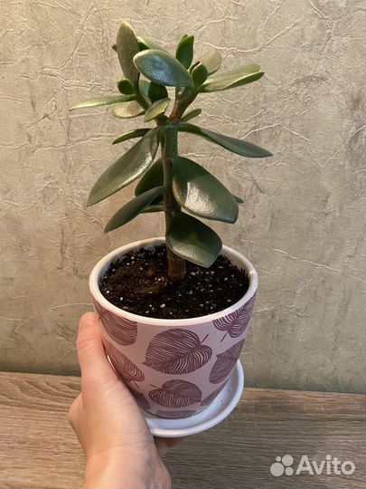 Денежное дерево (крассула)