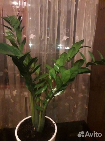 Замиокулькас Замифолия (долларовое дерево)