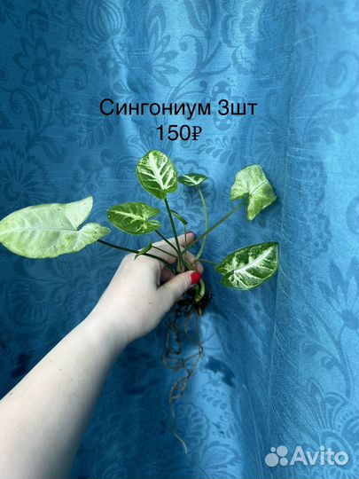 Комнатные растения цветы