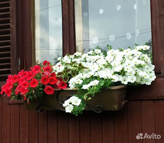 Рассада петуний и гацаний