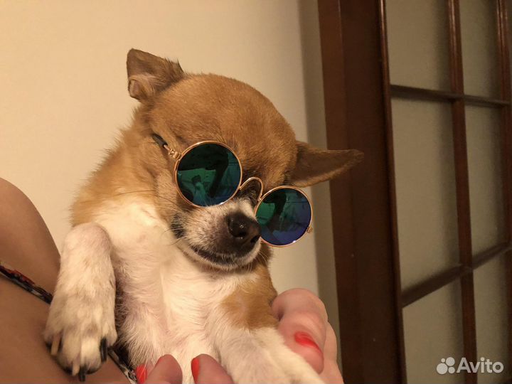 Очки для собаки/кошки