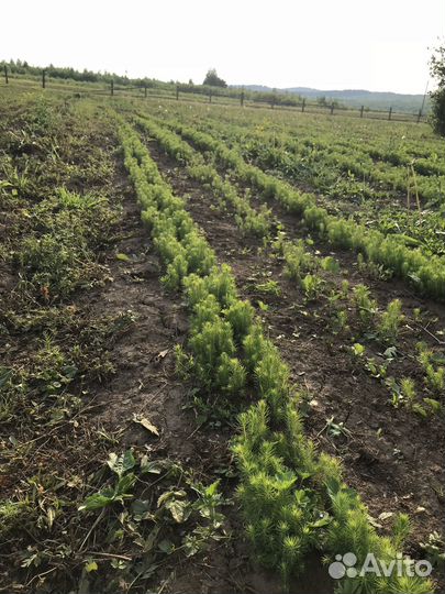 Сеянцы ели окс, ели зкс, сосны окс