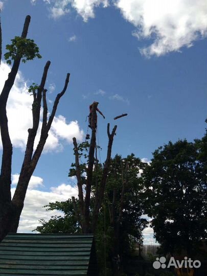 Спил деревьев любой сложности