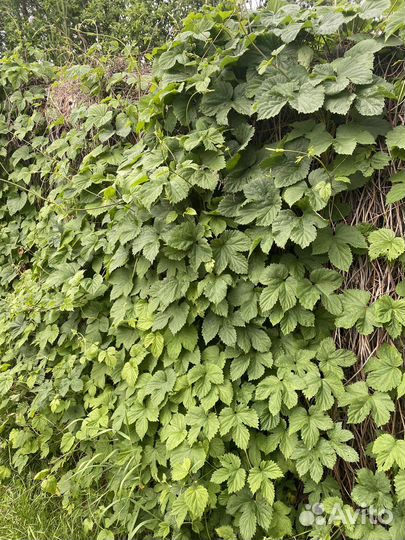 Хмель отводки