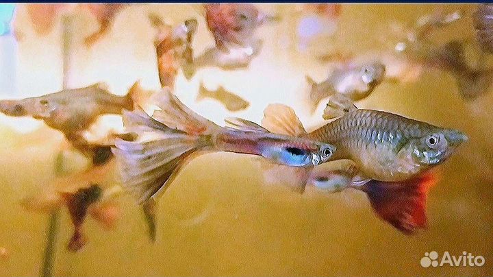 Аквариумные рыбки гуппи