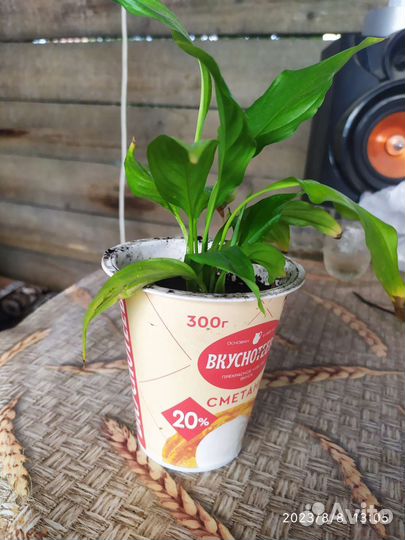 Спатифиллум