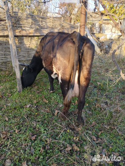 Корова дойная