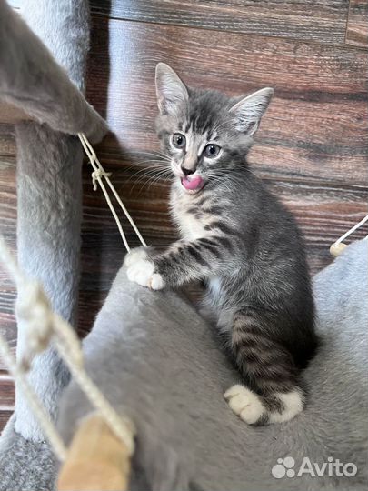 Маленькая Ева в поисках хорошего дома