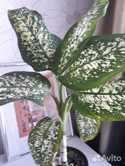 Крассула толстянка, молочай, мята, диффенбахия