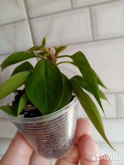 Бугенвилия Pixie Queen