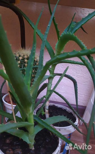 Алоэ древовидное