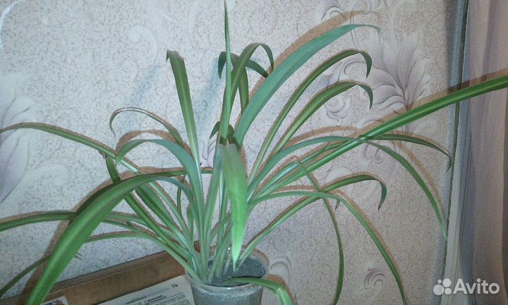 Хлорофитум