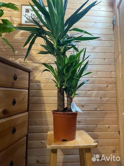 Пальма юкка D- 21 /H-110 -3 ствола