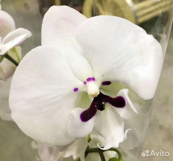 Орхидея Амадора и принц