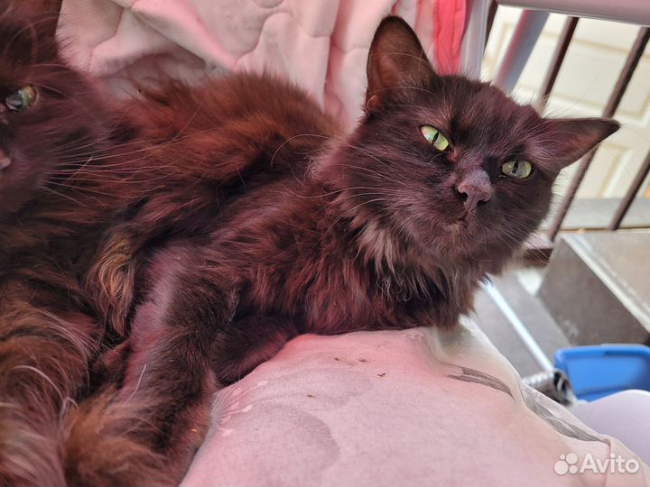 Пристраиваю кошку