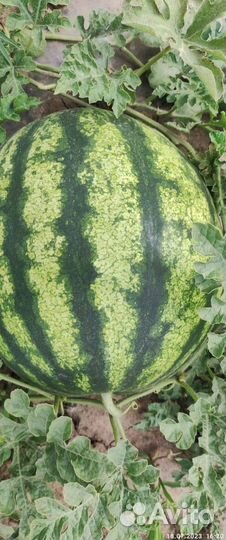 Арбуз Оптом