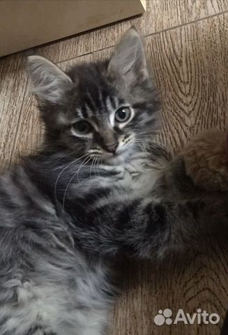 Чудо котенок фенотип сибирячка 2,5 месяца в дар