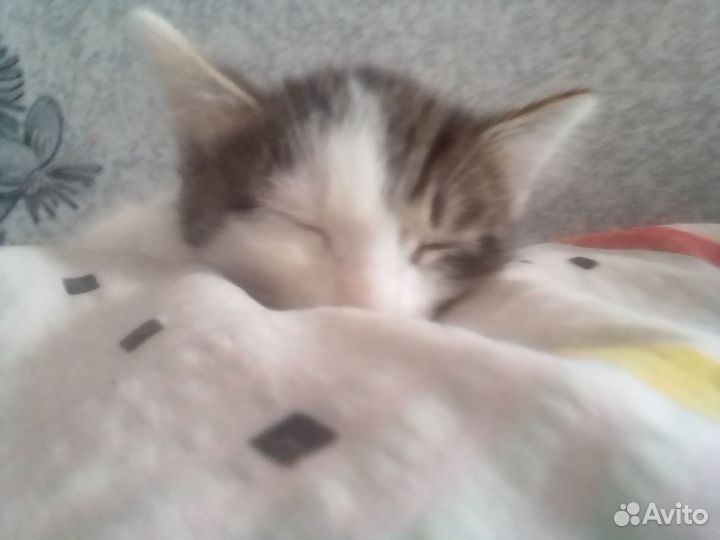 Кошка в дар