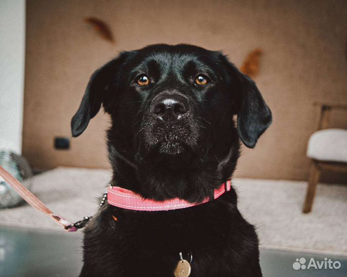 Метис лабрадора в добрые руки