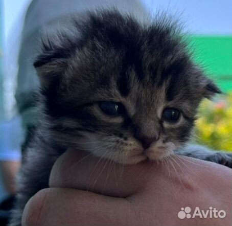 Котенок в дар бесплатно