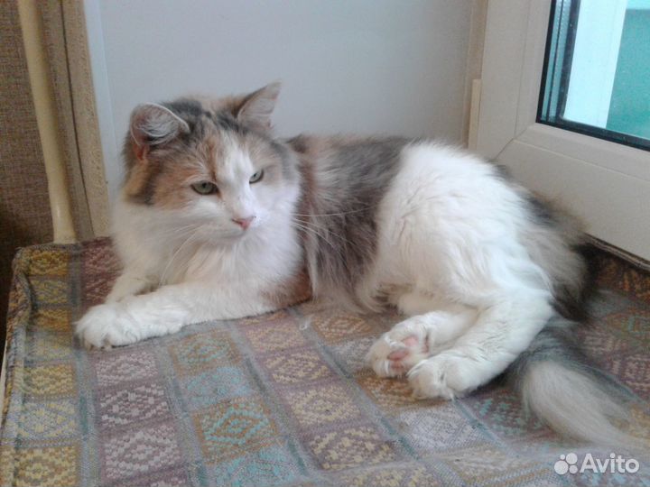 Кошка Бонечка