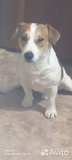 Вязка кобель джек Рассел породистый все докумень