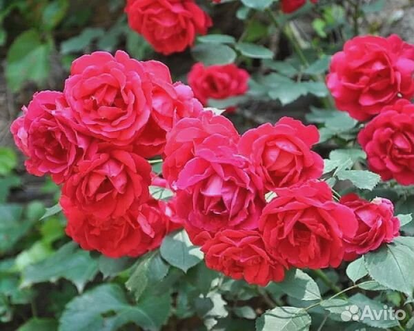 Розы (саженцы