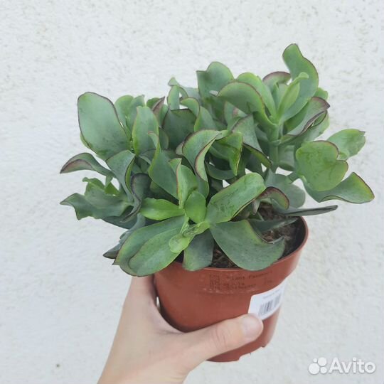 Крассула Ундулата/ Толстянка/Денежное дерево