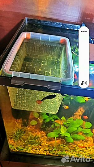 Нерестовик для аквариума (