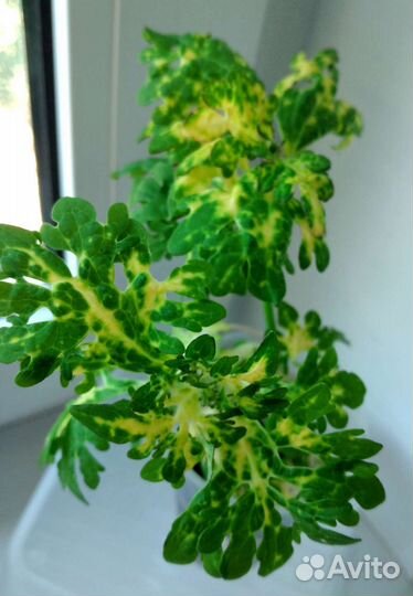 Сортовой колеус (набор)