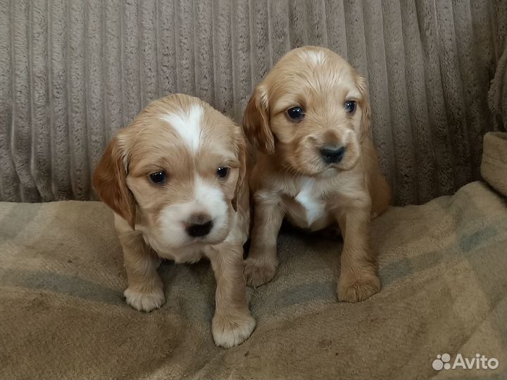 Английский кокер спаниель