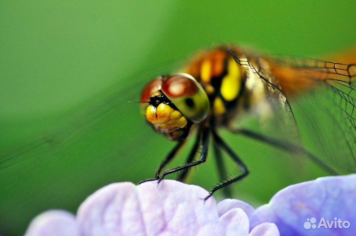 Объектив Tokina AT-X M100 F2.8 D Macro C/AF (100mm