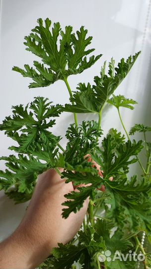 Пеларгония душистая