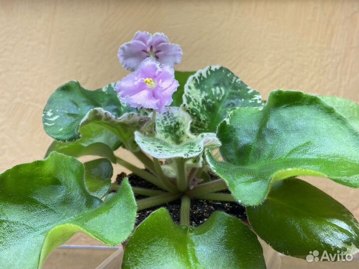 Фиалка С-Розовый Хомяк