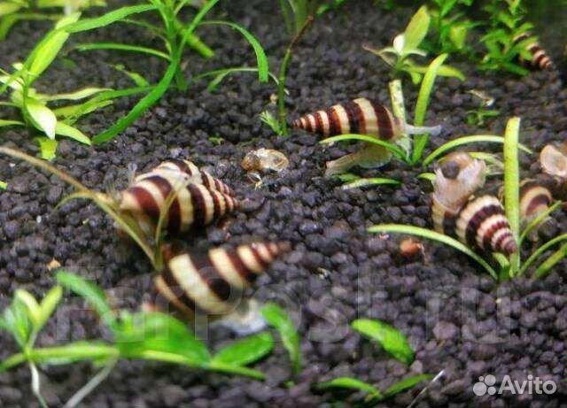 Улитка хелена