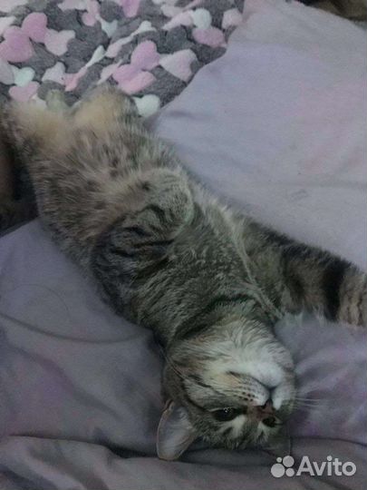 Кошка