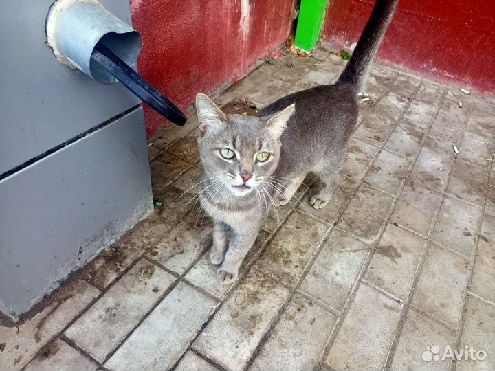 Ищем дом для кота
