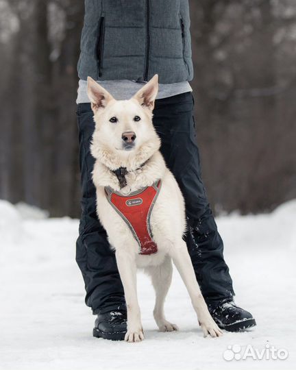 Влюбляйтесь - Белочка ищет дом