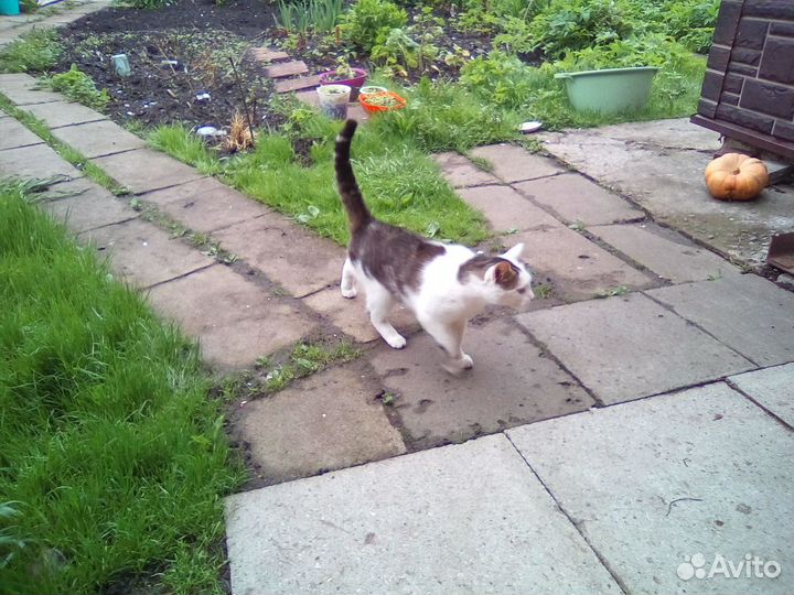 Молодой кот