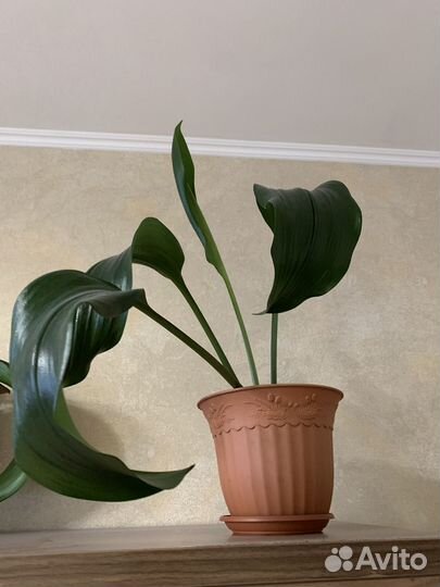 Эухарис амазонская лилия