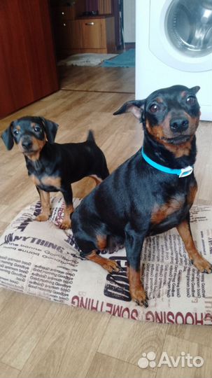 Цвергпинчар