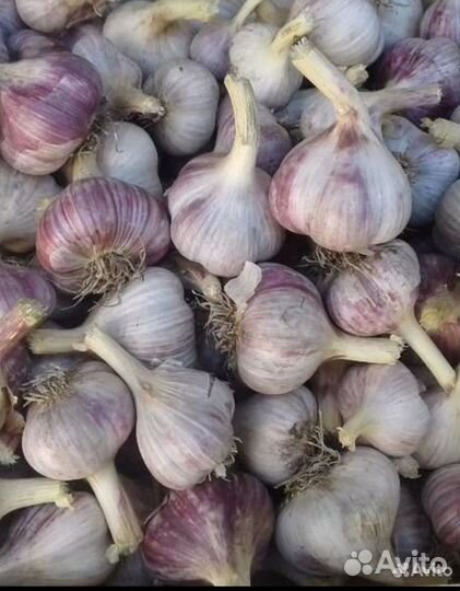 Чеснок молодой 2024г