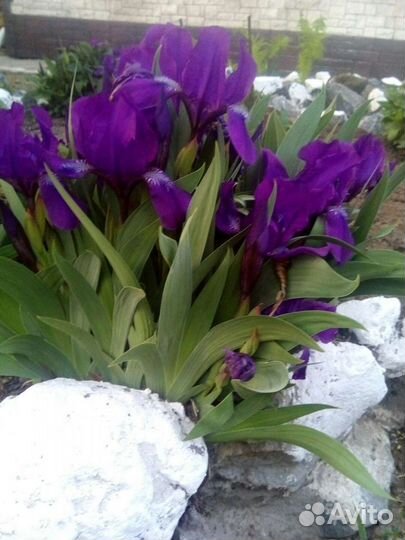 Ирисы (Доставка)
