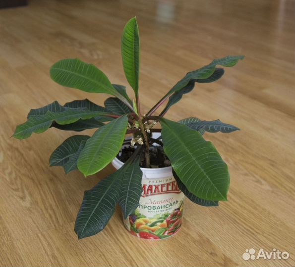 Комнатный цветок 