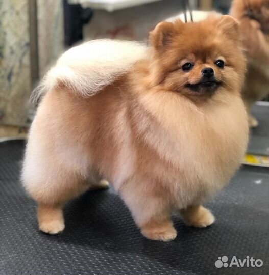 Стрижка собак / Стрижка кошек / Груминг студия